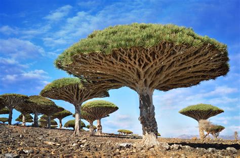 Pin on Dragon Blood Tree