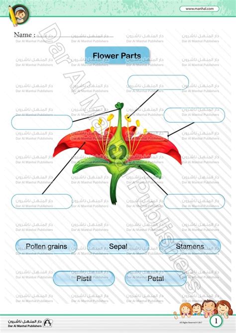 Parts Of A Flower Live Worksheet