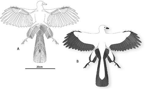 Recent work shows that Archaeopteryx really did have long feathers on the proximal portions of ...