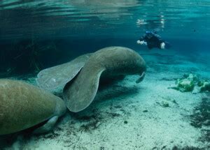 In Focus: An Awe-Inspiring Adventure Snorkeling with the Manatees - Orlando Magazine