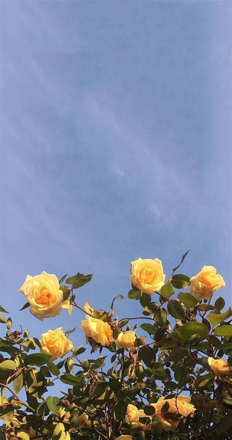 Yellow roses Yellow Aesthetic Wallpaper Flower, Trendy Wallpaper, Tumblr Wallpaper, Wallpaper ...