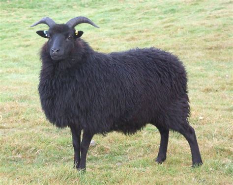 Breed Description - The Hebridean Sheep Society