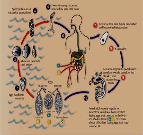 Impact of Concurrent Schistosoma Mansoni and S. Haematobium Infections ...