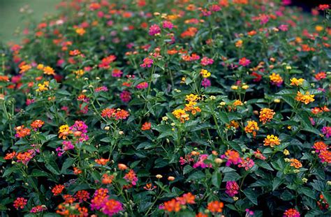 Plants & Flowers » Lantana camara