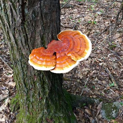 Reishi mushrooms | Medicinal mushrooms | Biobritte mushrooms