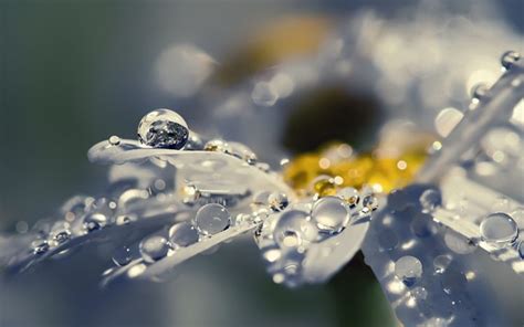 flowers, Raindrops Wallpapers HD / Desktop and Mobile Backgrounds