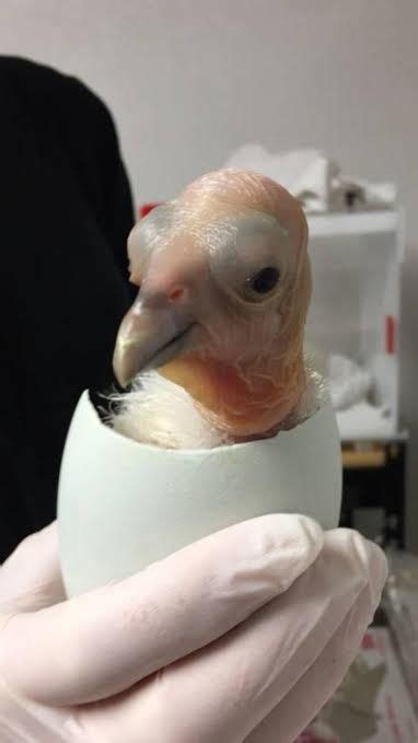 A baby condor born at the Oregon Zoo’s breeding center | Zoo babies, California condor, Portland zoo