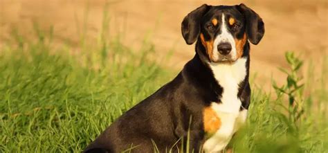 Entlebucher Sennenhund - Pet Your Dog