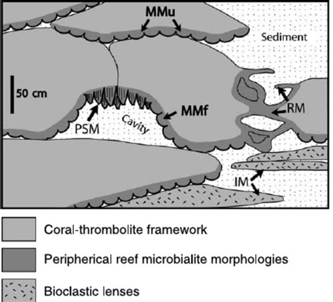 Location of the di¡erent types of microbialite morphologies in the... | Download Scientific Diagram