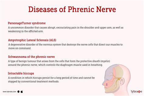 Phrenic Nerve (Human Anatomy): Image, Functions, Diseases and Treatments