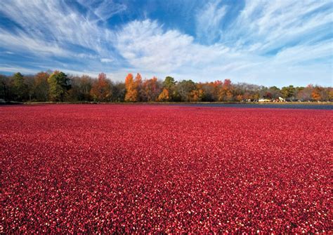 Cranberry Bog - Protecting the New Jersey Pinelands and Pine Barrens ...