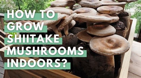 Growing Shiitake Mushrooms Indoors (at Home) - Eco Peanut