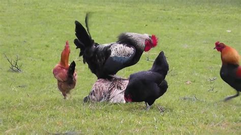 Rooster Mating Compilation Full Video- Chickens Mating Hen Full Video ...