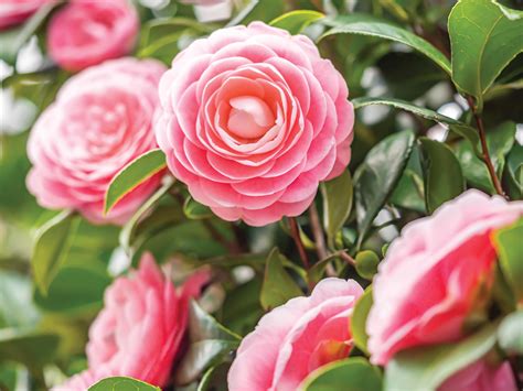 Camellia's Colors Bloom in Winter - The Sun-Gazette Newspaper