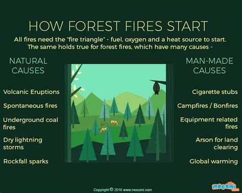 What causes Forest Fires? - Gifographic for Kids | Mocomi