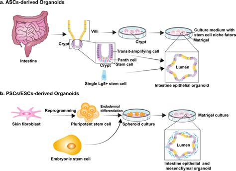 An overview of current approaches to develop intestinal organoids in ...