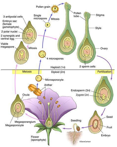 Angiosperm Life Cycle Diagram Of Life Cycle Of Flowering Plant With | Images and Photos finder