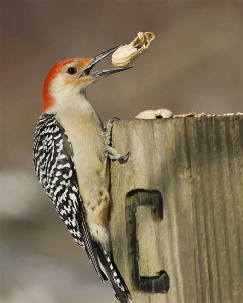 Woodpeckers In Ohio: 7 Species You've Got To See