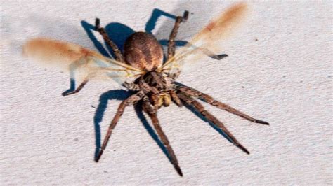 Winged spider | Speculative Evolution Wiki | Fandom