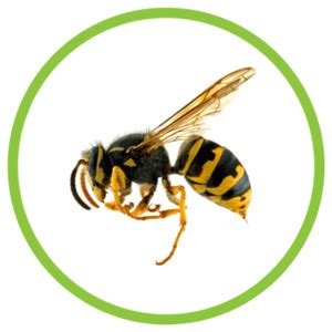 Learn About Hornets - BeeAware Allergy