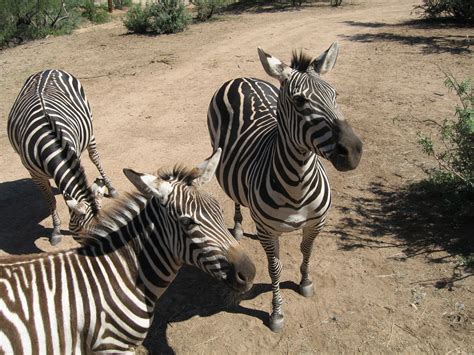 Out of Africa Wildlife Park Wildlife Refuge in Arizona