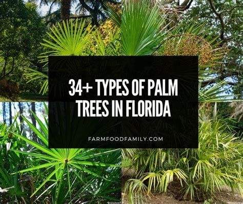 34+ Types Of Palm Trees In Florida With Pictures - Identification ...