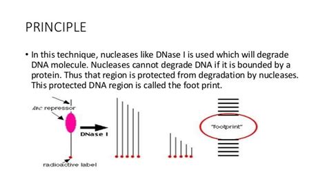 Dna footprinting