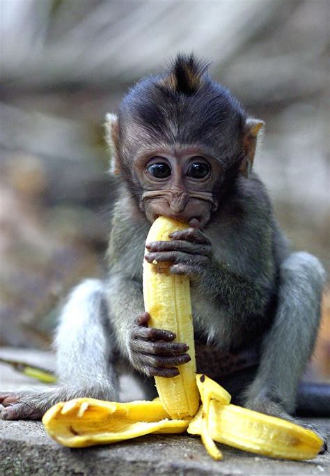 Pin by ANNABELLA 💋 on B A N A N A S | Eating bananas, Cute baby monkey, Macaque monkey