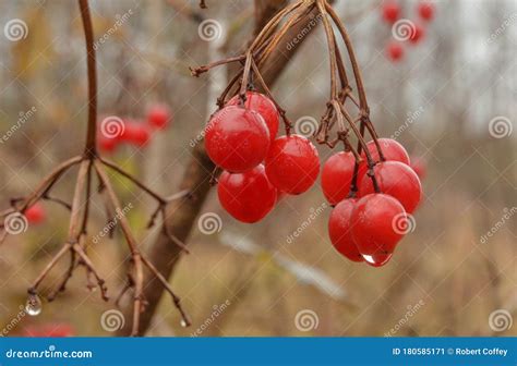 Bittersweet Nightshade Berries in Winter Stock Image - Image of edible, grows: 180585171