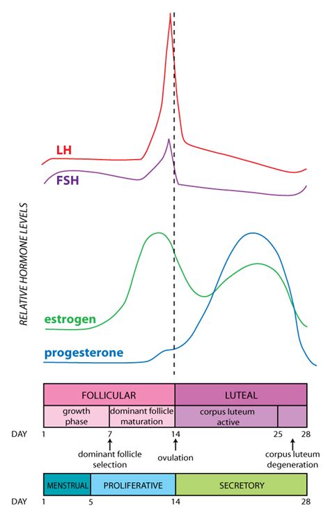 Female Hormone Cycle Graph