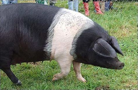 GRIT | Rural American Know-How | Pig breeds, Pig, Pet pigs