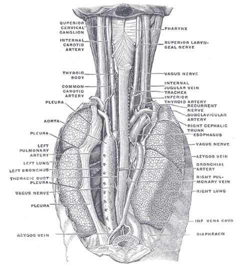 Superior laryngeal nerve - wikidoc