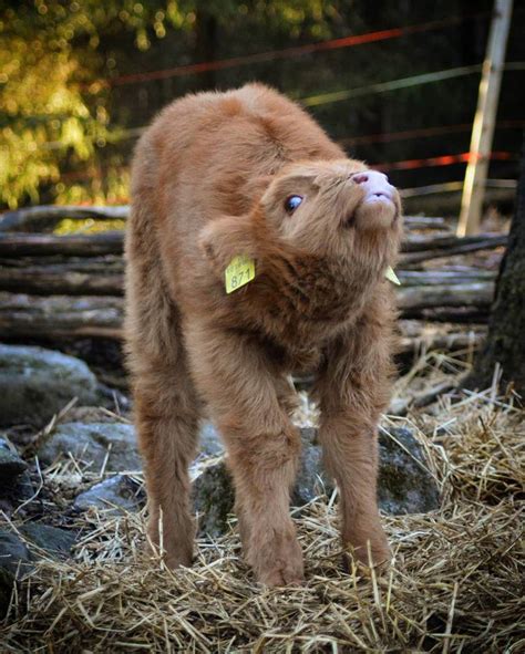 20+ Adorable Photos of Fuzzy Highland Cattle Calves