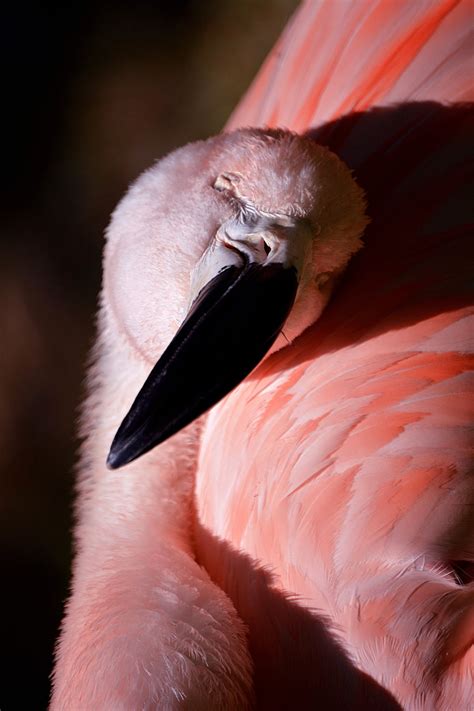 Free Images : wing, photography, beak, pink, close up, nose, flamingo, pastel, vertebrate, water ...