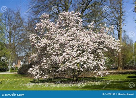 Blooming magnolia tree stock photo. Image of magnolia - 14208198