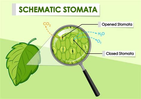 18,219,355 Stomata cell Vector Images | Depositphotos