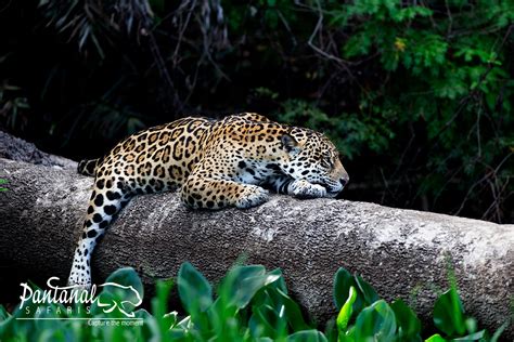 Pantanal jaguar tours | Jaguars almost every day up close