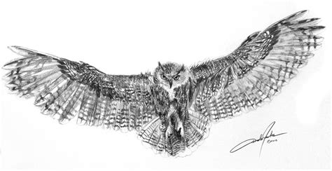 Owl - Drawing Skill