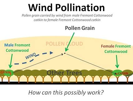 Pollination and Fertilization Facts for Kids