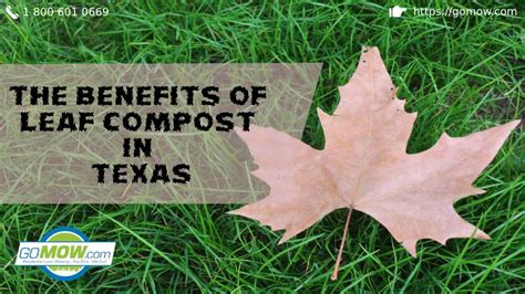 The Benefits of Leaf Compost in Texas - GoMow