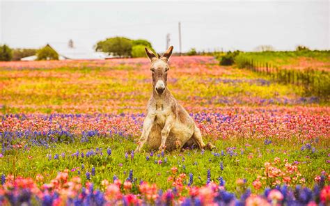 Scenic Texas Bluebonnet Campaign - Scenic Texas