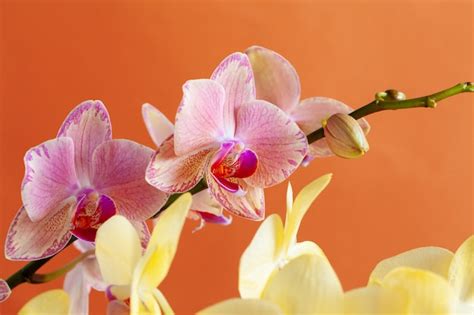 Premium Photo | Close up of beautiful phalaenopsis orchid flowers