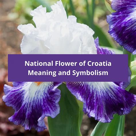 What is the national flower of Croatia, Meaning and Symbolism