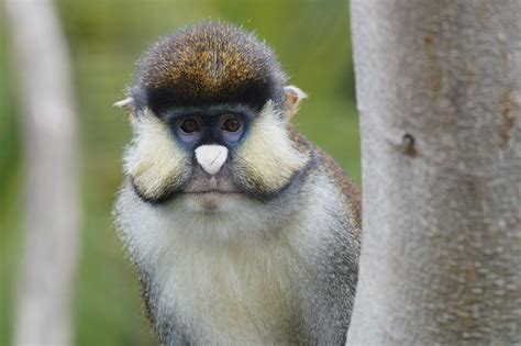 Schmidt's Spot-Nosed Guenon | Guenons (GWEN nons) are medium… | Flickr