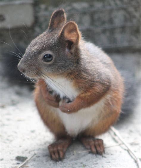 Japanese White-bellied Squirrel (Sciurus lis)