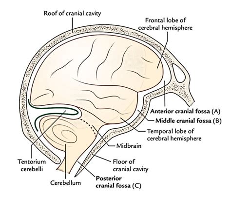 Cranial Cavity