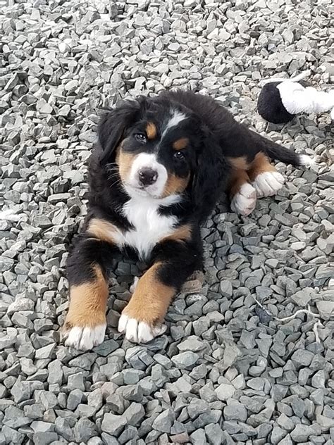 Bernese Mountain Dog Puppies For Sale | Arlington, WA #302442