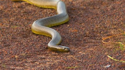 Front View Solid Colored Gwardar Snake Stock Footage Video (100% ...