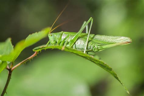 What Are The Differences Between Crickets And Grasshoppers? - WorldAtlas