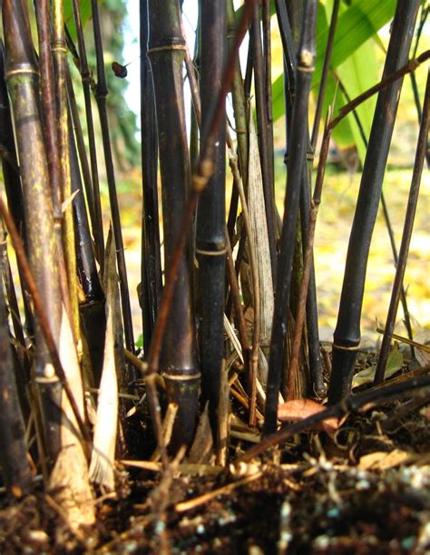 Phyllostachys nigra – filostachys czarny – Szkółki Żbikowskie